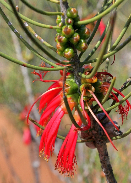 Western Australian Plants Myrtaceae